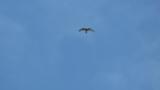 Gliding Grey-faced Buzzard on migration