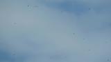 Kettle of Grey-faced Buzzards and Crested Honey Buzzards