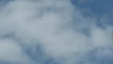 Gliding Grey-faced Buzzards on migration