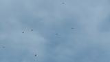 Grey-faced Buzzards on migration, kettle and subsequent gliding