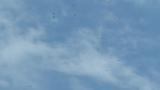 Kettle of Grey-faced Buzzards