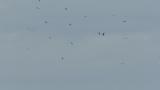 Kettle of Grey-faced Buzzards and Crested Honey Buzzards