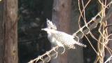 Crested Kingfisher