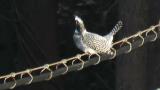 Crested Kingfisher