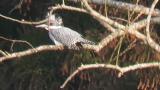 Crested Kingfisher