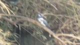 Crested Kingfisher, preening