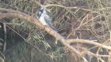 Crested Kingfisher, preening