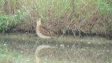 Ruff, preening