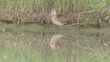 Foraging Ruff