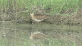 Ruff, preening and foraging