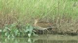 Ruff, wing spreading and preening