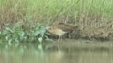 Foraging Ruff