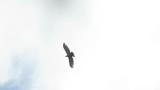 Soaring Crested Honey Buzzard on migration
