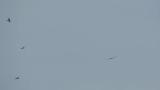 Soaring Crested Honey Buzzard and Grey-faced Buzzards on migration