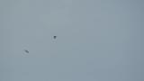 Crested Honey Buzzard and Black Kite