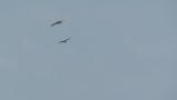 Soaring Crested Honey Buzzard on migration