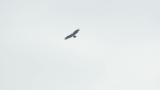 Soaring Crested Honey Buzzard on migration