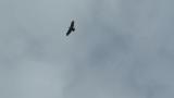 Soaring Crested Honey Buzzard on migration