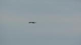 Approaching Crested Honey Buzzard on migration