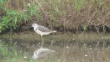 Marsh Sandpiper