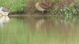 Marsh Sandpiper and Ruff