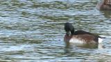 Baer's pochard, preening