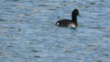 Baer's pochard, movement on the water