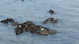 Northern Shovelers, group foraging