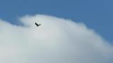 Eurasian Sparrowhawk, powered flight