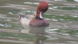 Ferruginous Duck (suspected hybrid)