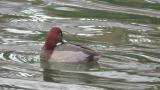 Ferruginous Duck (suspected hybrid), preening