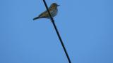 Buff-bellied Pipit perched on the wire, took flight