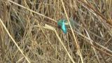 Common Kingfisher holding fish with bills and took flight