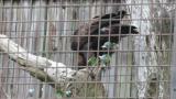 Golden Eagle eating meat
