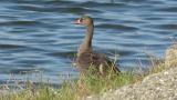 Lesser White-fronted Goose