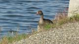 Foraging Lesser White-fronted Goose