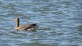 Lesser White-fronted Goose drinking water
