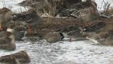 Aleutian Cackling Goose, preening