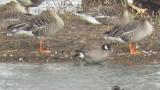 Aleutian Cackling Goose, scratching