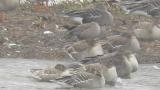 Aleutian Cackling Goose, preening