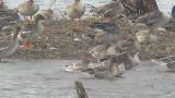 Aleutian Cackling Goose, preening