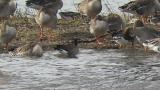Aleutian Cackling Goose walking in shallow water