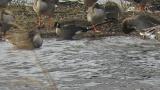 Aleutian Cackling Goose walked, jumped and shook the body