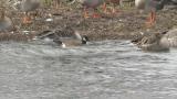 Aleutian Cackling Goose on the water