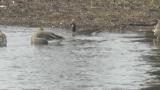 Aleutian Cackling Goose moved for foraging