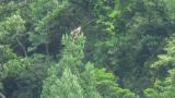 Perched Grey-faced Buzzard, preening