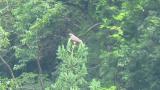 Perched Grey-faced Buzzard