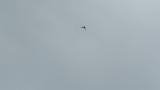 Grey-faced Buzzard in flight