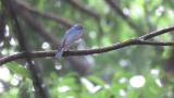 Likely floating young male Blue-and-white Flycatcher listening to song of the territory owner