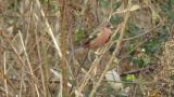 Foraging Long-tailed Rosefinch